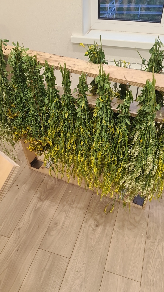 Вот и  летний сбор донника, подвязал, сушится