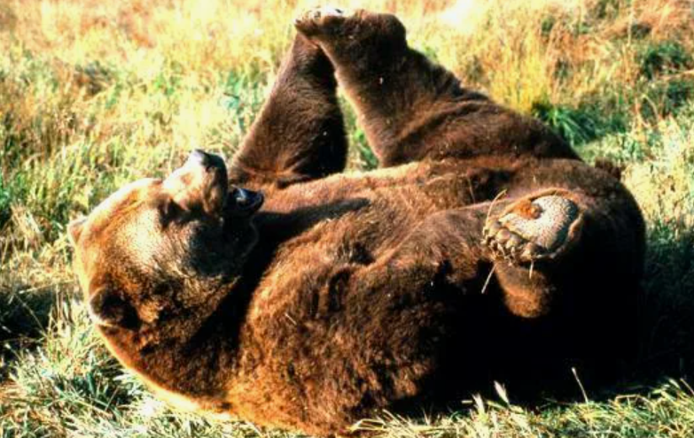 Опытный охотник рассказал, какие части медведя они никогда не едят и даже собакам не дают