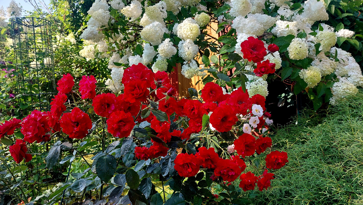 Г.Х.Андерсен. Флорибунда