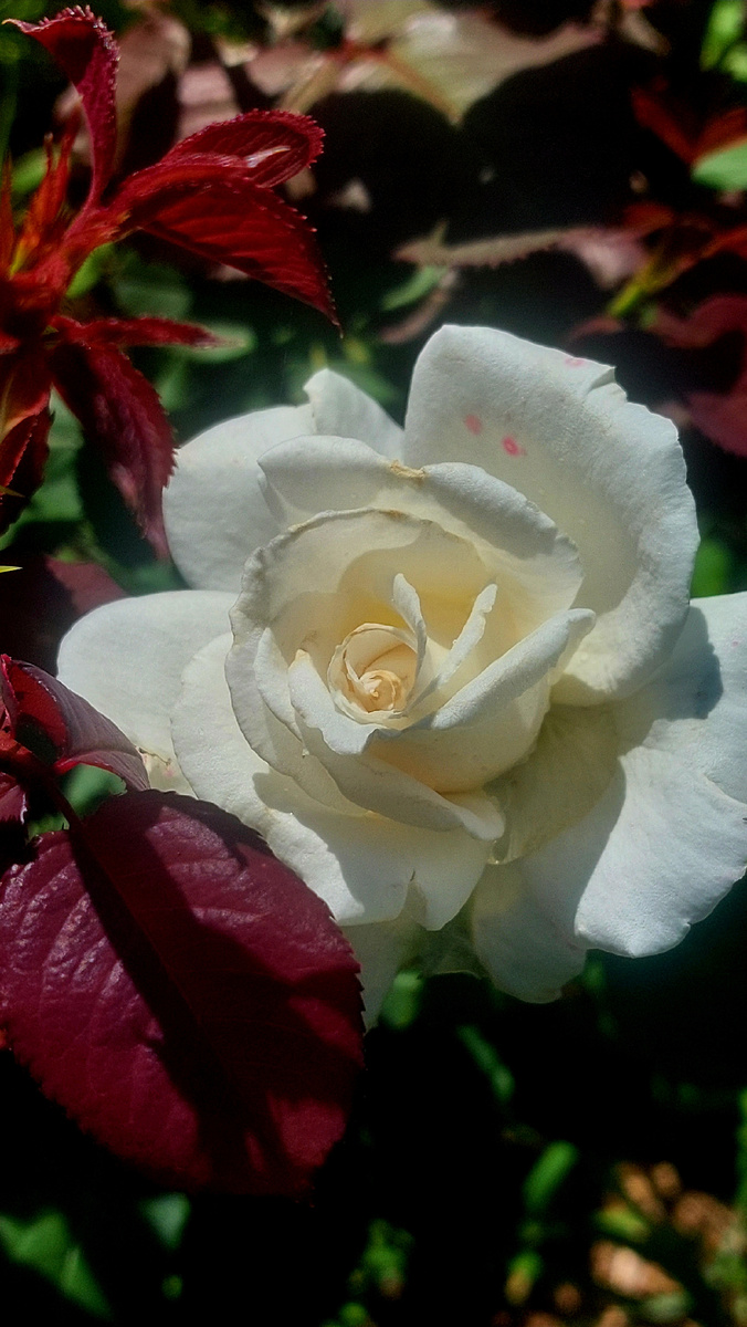 Роял Филармоник. Ч/г роза