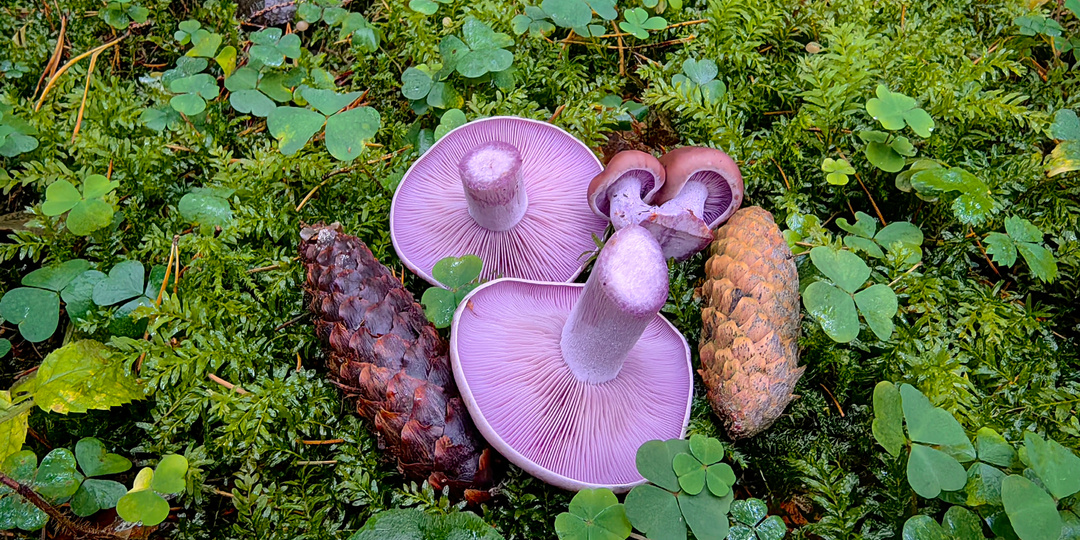 Грибные выходные 25 октября 2025. Рядовка фиолетовая начинается.