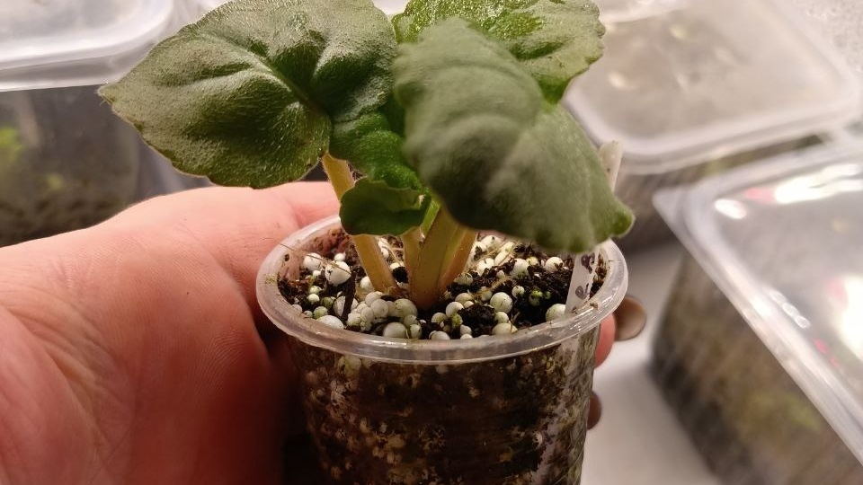 Доброе утро, девочки