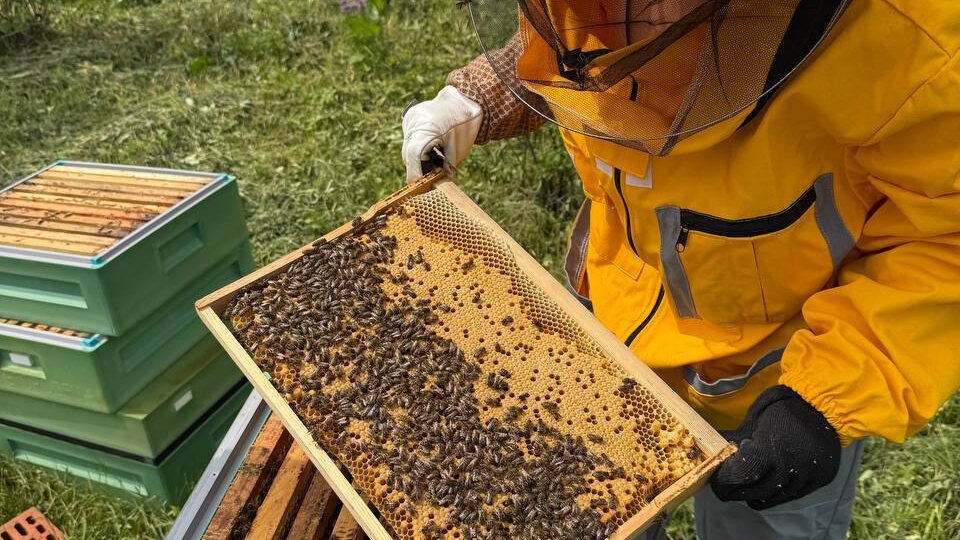 От пчелопакета до мёда. Полный цикл работ для начинающих