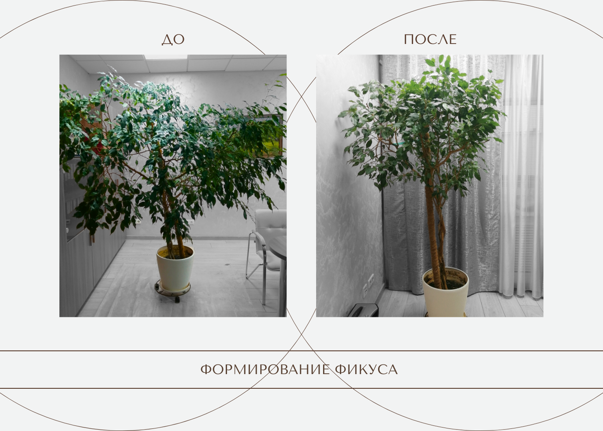 Формирование Фикуса Бенджамина② / фото из личного архива
