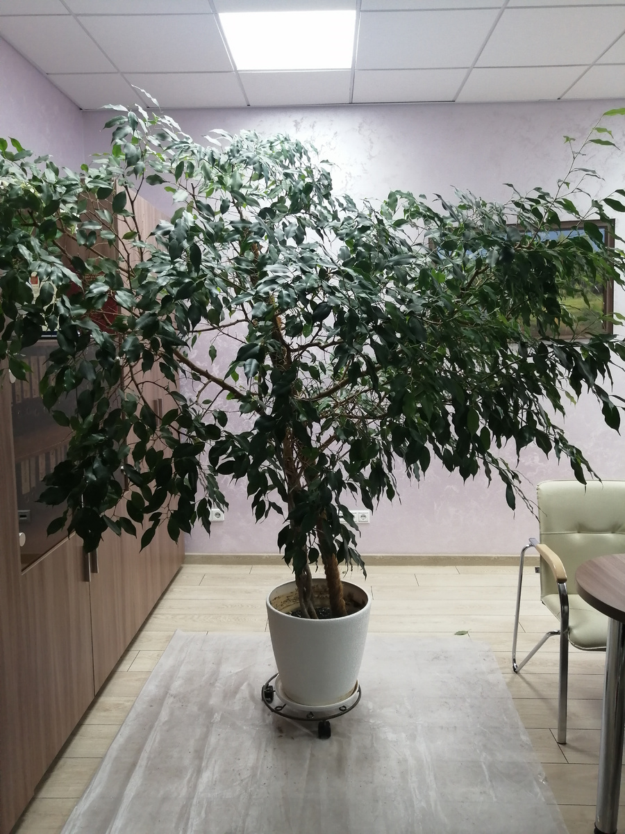 Оцениваем общее состояние Фикуса Бенджамина перед началом работ / фото из личного архива