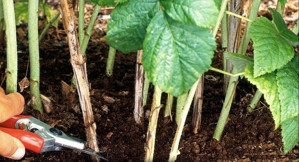 Календарь садовода-огородника: что нужно успеть сделать с 1 по 6 ноября 2025 года