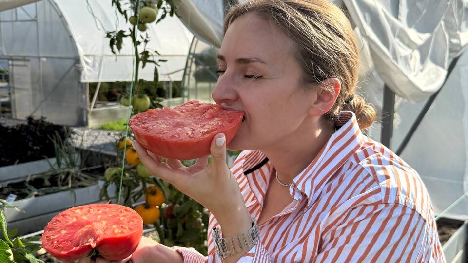 ЧИСТОЕ МЯСО! Подборка сибирских сортов крупных помидоров. ЗАБИРАЙТЕ в 2026