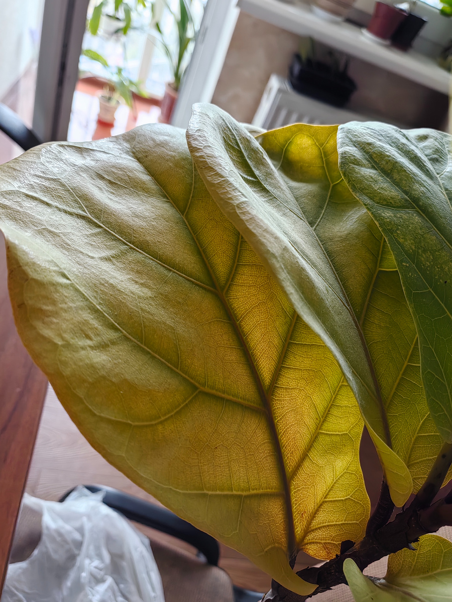 Листья фикуса лирата сигнализируют о том, что ему нужна помощь. Фото автора.