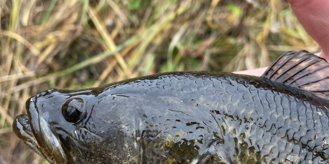 Осенний ротан.