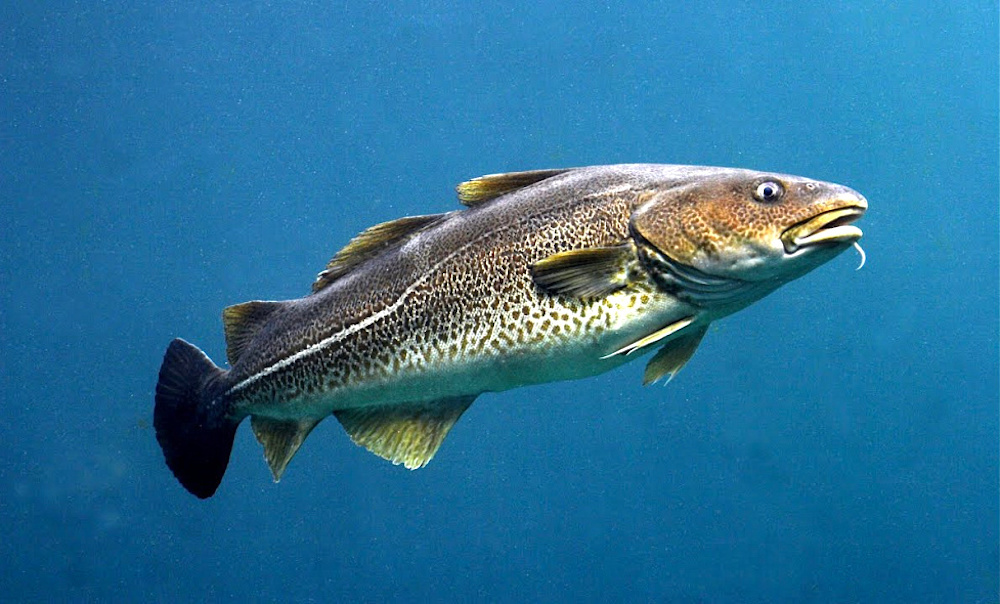 Атлантическая треска. Изображение: novsu.ru