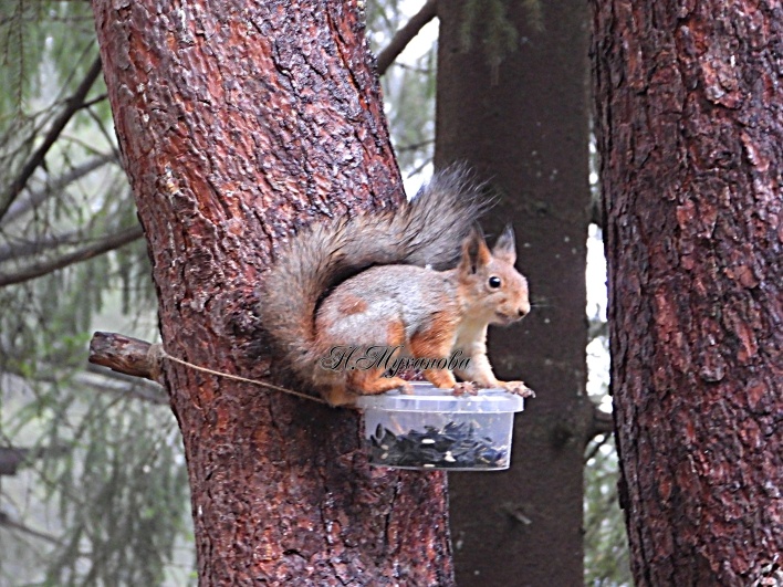 Обыкновенная белка на кормушке в лесу