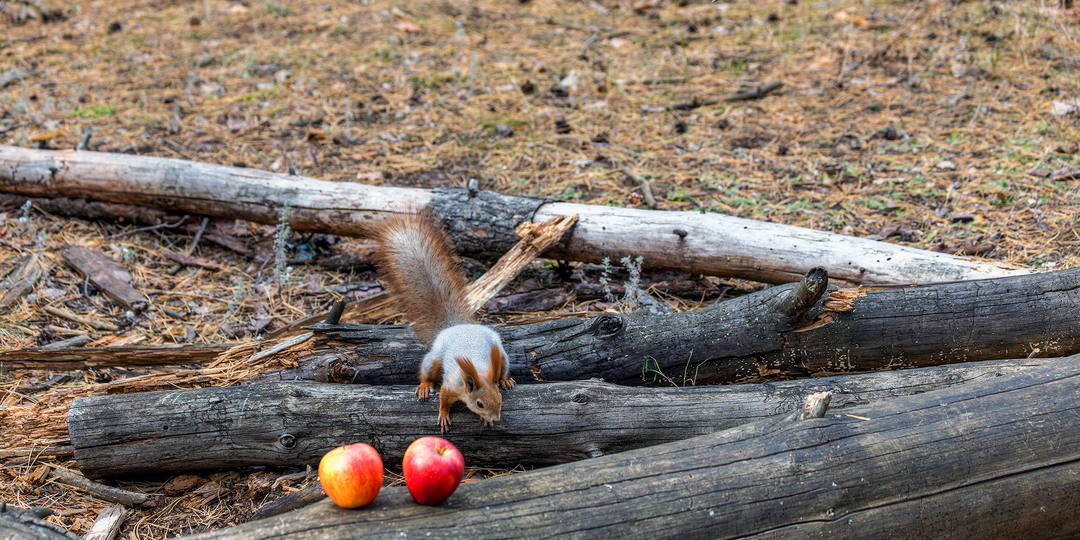 Яблоки и белка