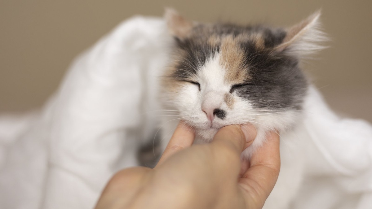    Появление зубного камня легко предотвратить