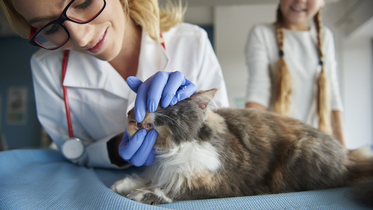    Хозяин может в домашних условиях сам определить, если ли у его кошки зубной камень