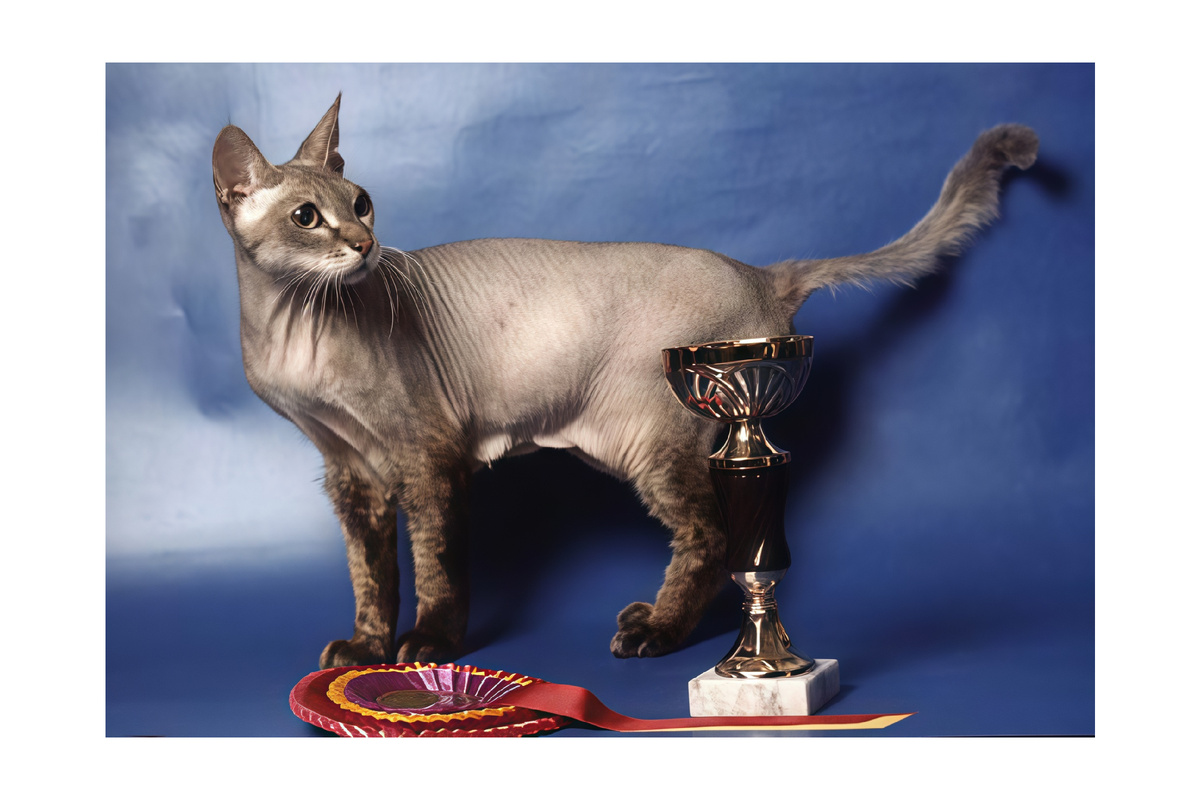 Чита на выставке