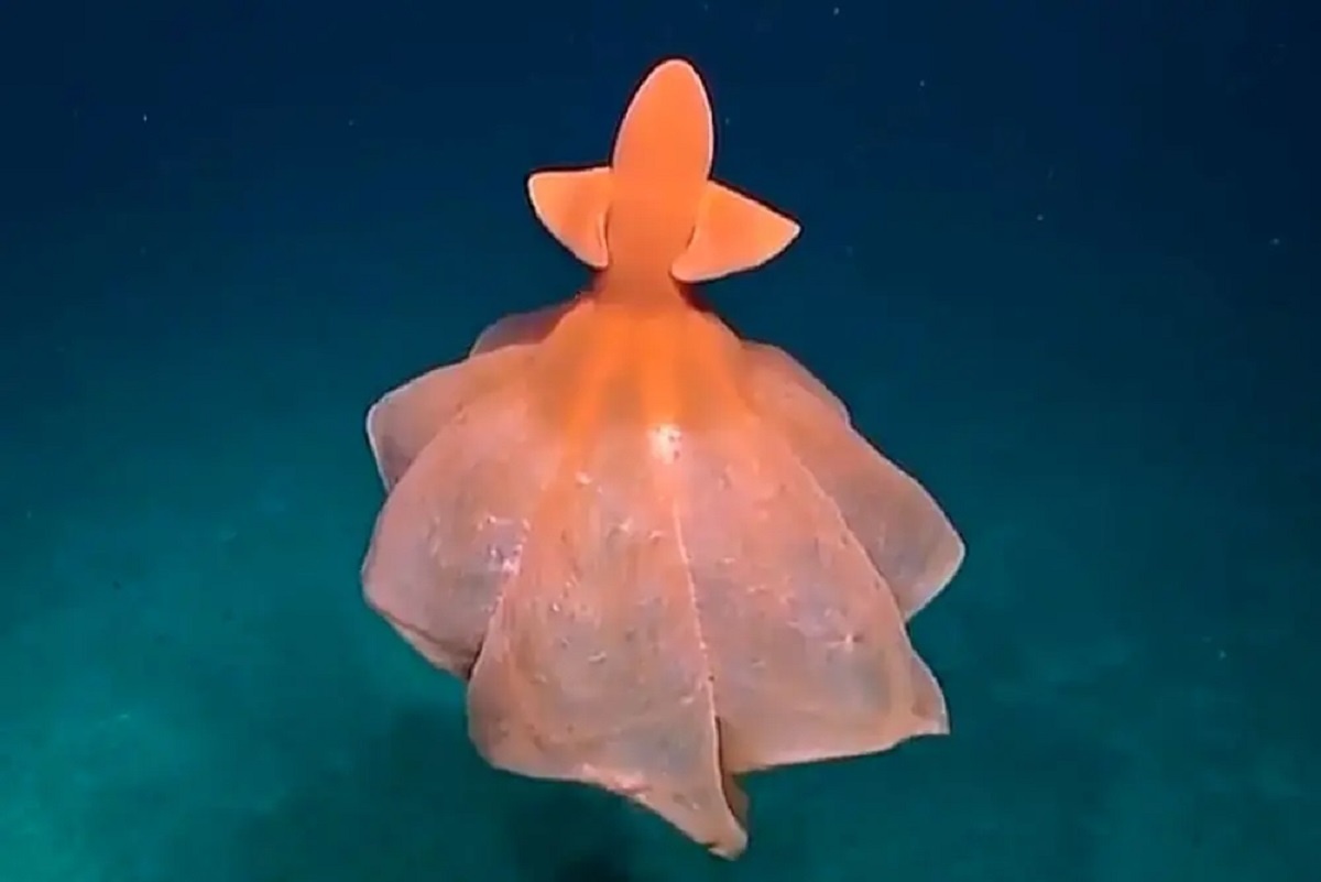    Фото: @nautiluslive, источник: Соцсети