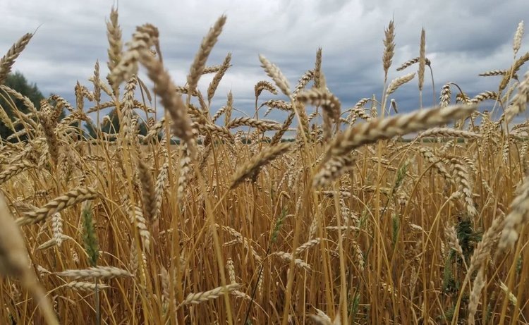    Фото: Лукьянов Дмитрий, AgroXXI.ru