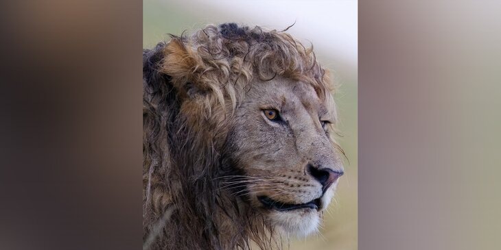    Фото: instagram.com (принадлежит Meta, признана экстремистской и запрещена в РФ)/silent_whispers.photography/Kambiz Cameo Pourghanad