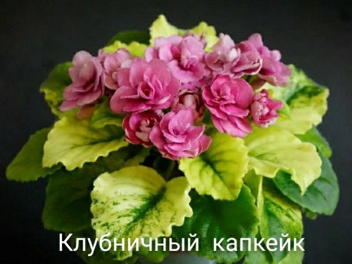 Купила 45 сортов фиалок: оказывается, я окончательно сошла с ума