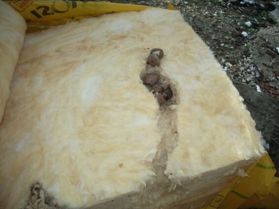 Мыши в минеральной вате