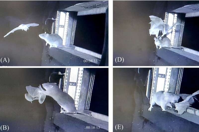    Инфракрасные видеокадры, запечатлевшие хищническое поведение серых крыс (Rattus norvegicus) у входа в Зегебергский известняк (Бад-Зегеберг, Германия). Источник: Global Ecology and Conservation (2025). DOI: 10.1016/j.gecco.2025.e03894