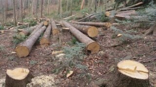    pibig.info Юлия Виноградова