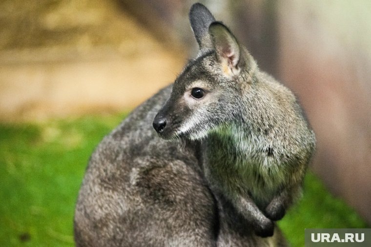     Кенгуру улетел авиарейсом из аэропорта Кольцово
