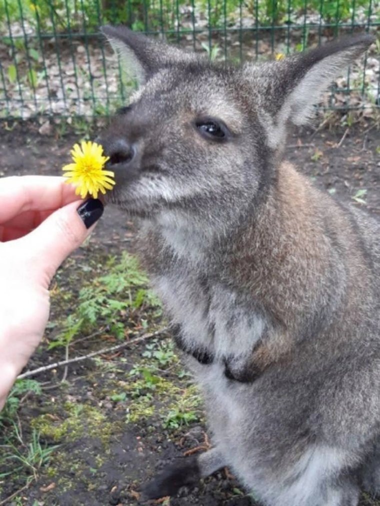    Погибшая Гранди была любимицей белгородского зоопарка
