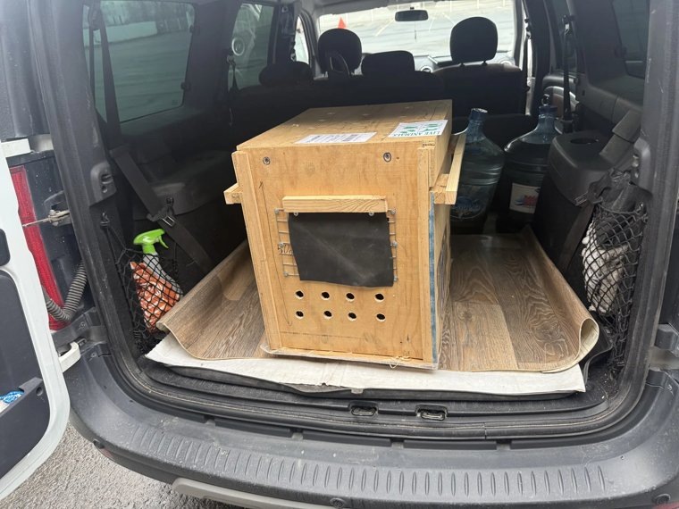    Кенгуру перевозили в специальной одноразовой клетке с особым температурным режимом