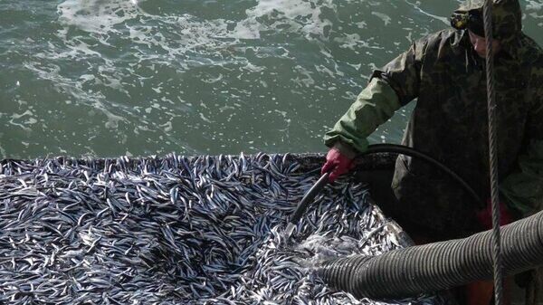    © Росрыболовство