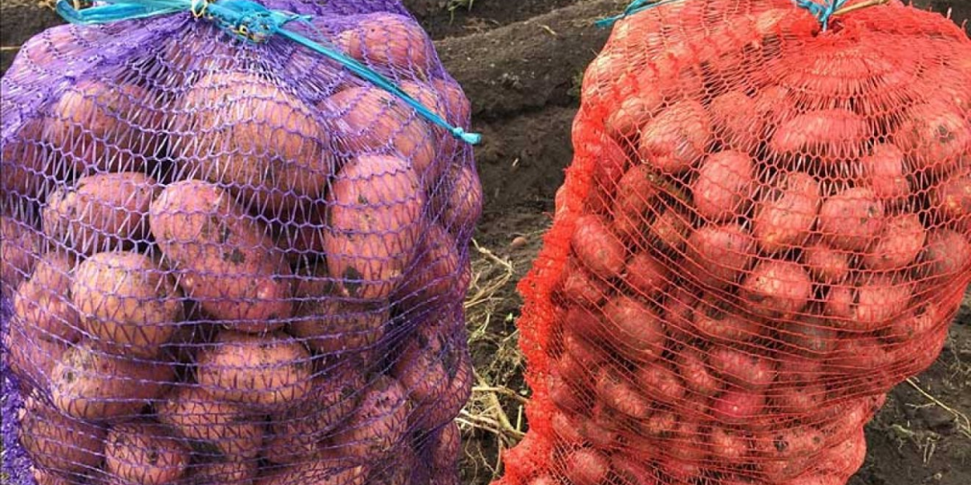 Научился в квартире хранить картошку так, чтобы ни одной гнилой не было до мая. Успех в 2 вещах