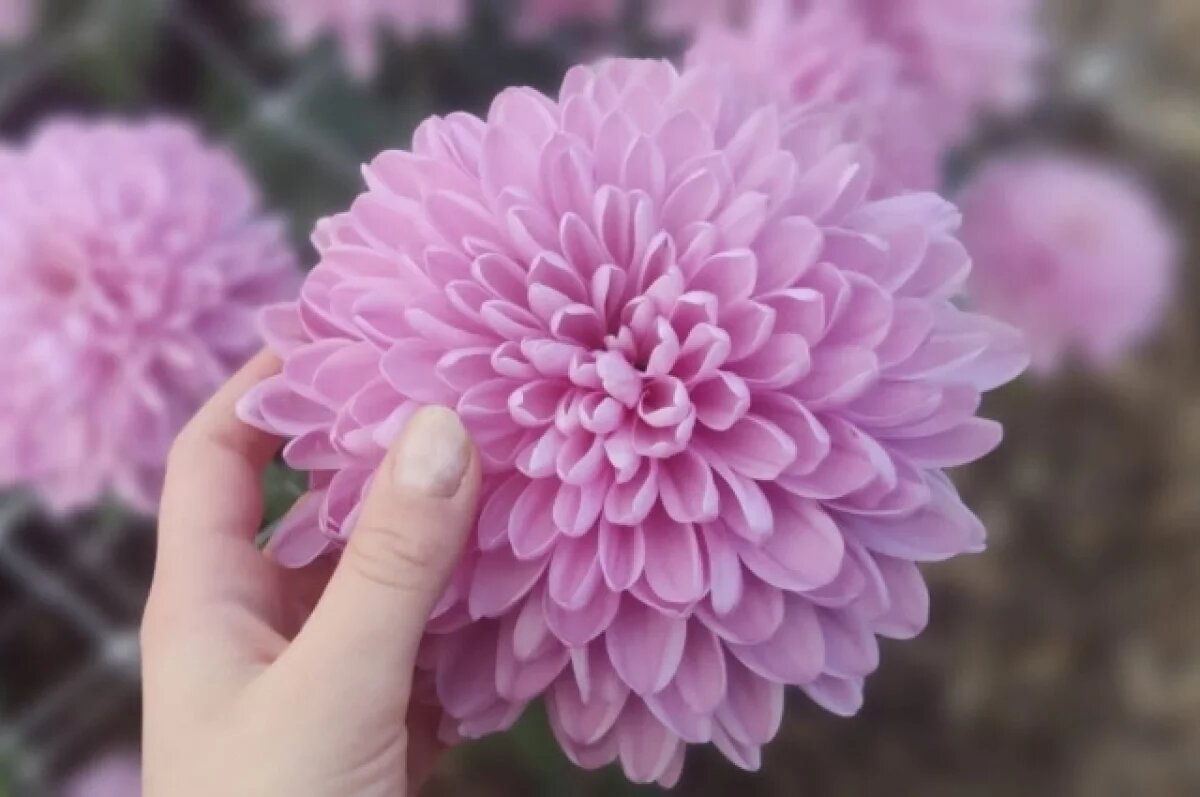    В Калининграде выявлено заболевание в партии хризантем из Нидерландов