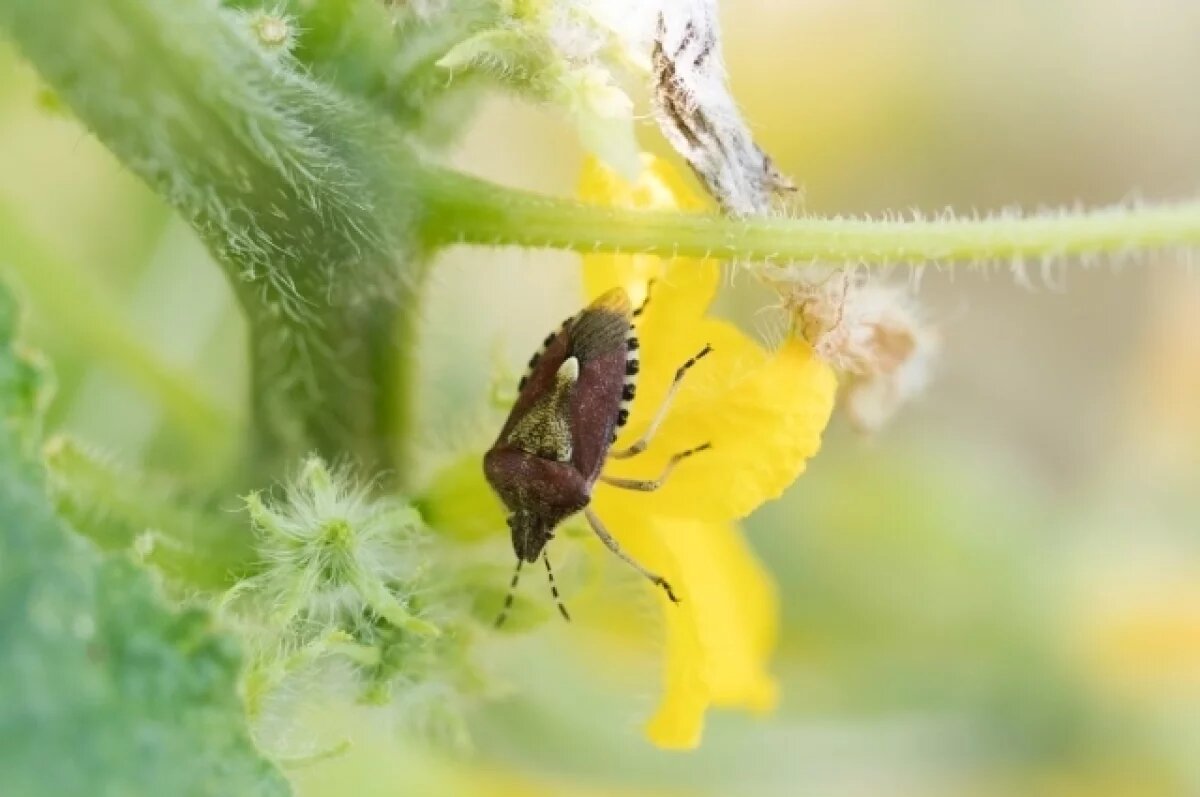    В Калининградской области ввели карантин из-за соснового семенного клопа