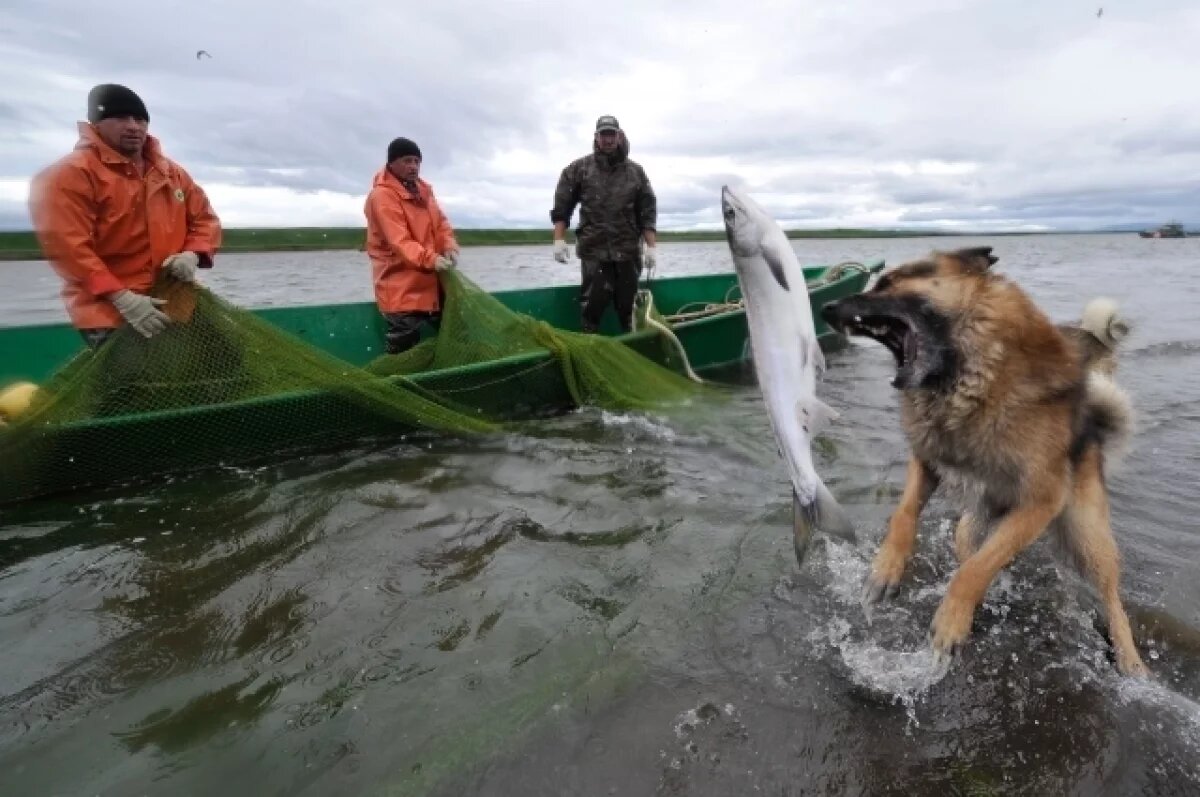    Путин: улов российских рыбаков должен идти в магазины и на рынки страны