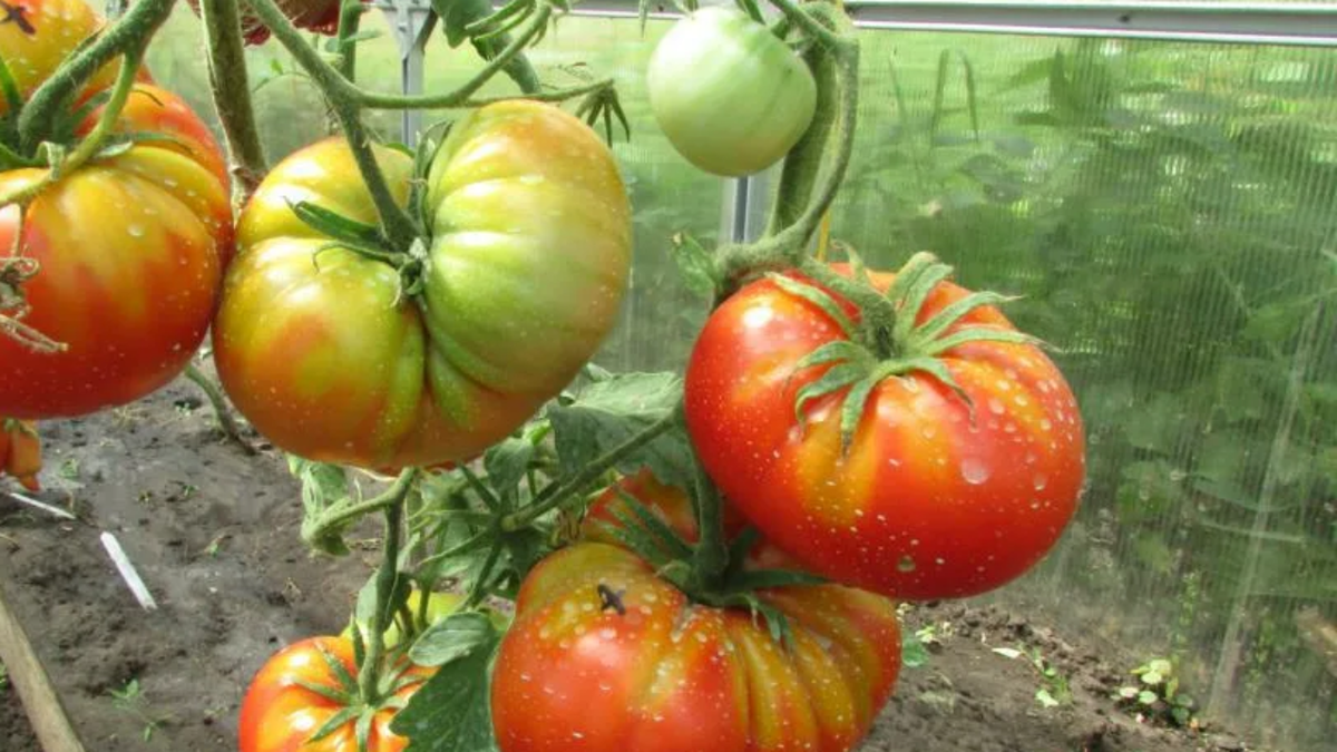 Бердский крупный