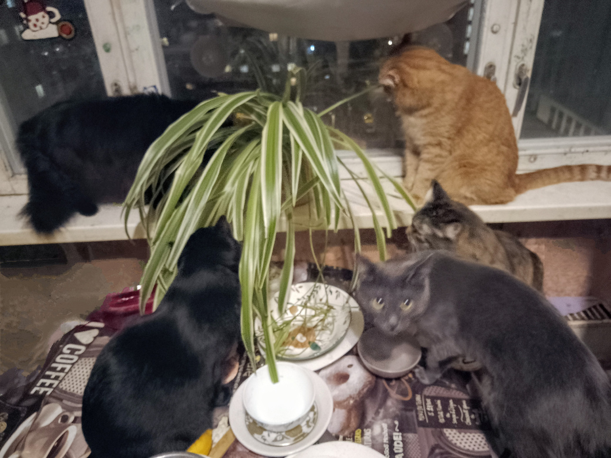 Кузя, Оливка, Рон, Лиза и Силя расправляются с бедным цветочком