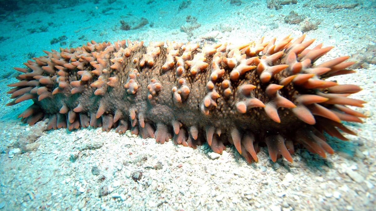 Фото с сайта: https://wildfauna.ru/goloturiya