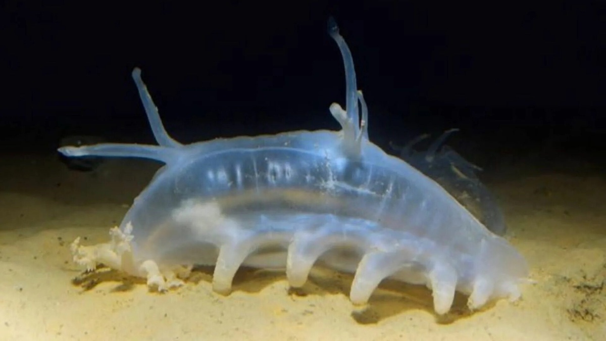 Фото с сайта: https://www.msn.com/en-us/news/technology/bizarre-deep-sea-creatures-found-off-the-coast-of-oregon/ss-AA1zxcC3