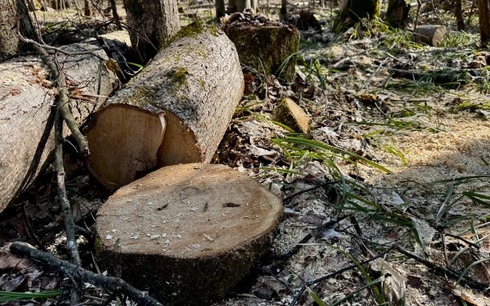    Фото: «Брянские новости»