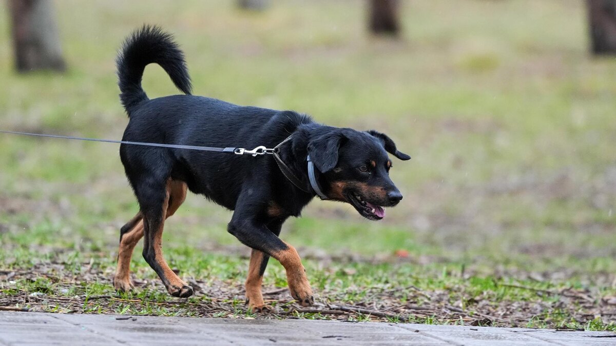    Фото: ИЗВЕСТИЯ/Эдуард Корниенко