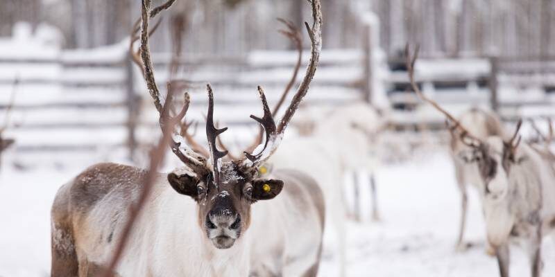 В ХМАО оленей подключат к GPS для контроля популяции