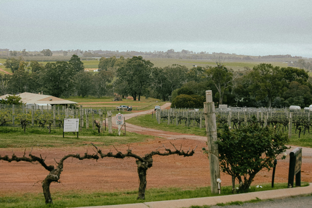 Австралийское виноделие является относительно молодым, но весьма развитым