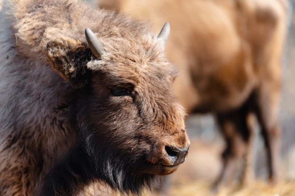    Зубры. Республика Алтай. Апрель 2025 года . Источник: Андрей Сороко/"Толк"