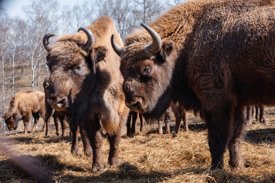    Зубры. Республика Алтай. Апрель 2025 года . Источник: Андрей Сороко/"Толк"