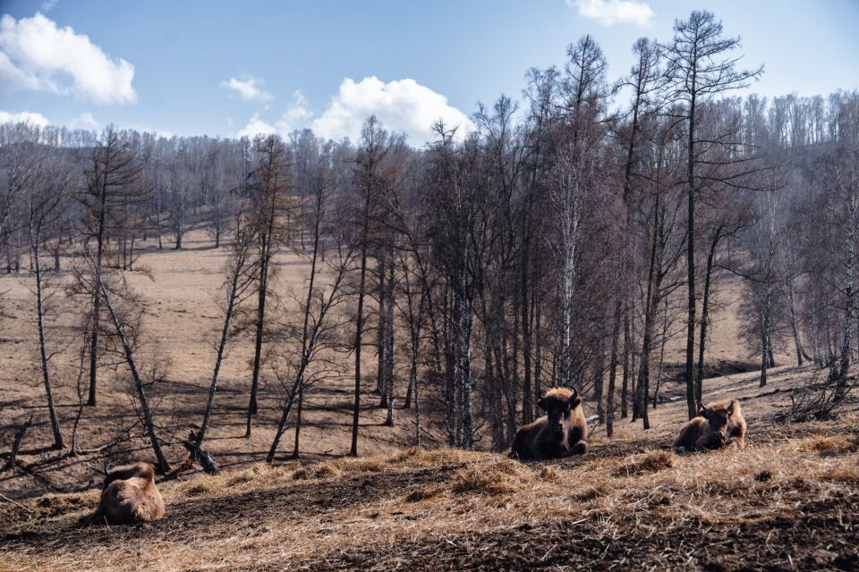     Зубровый питомник. Источник: Андрей Сороко/"Толк"