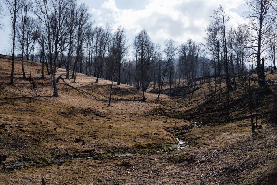     Зубровый питомник. Источник: Андрей Сороко/"Толк"