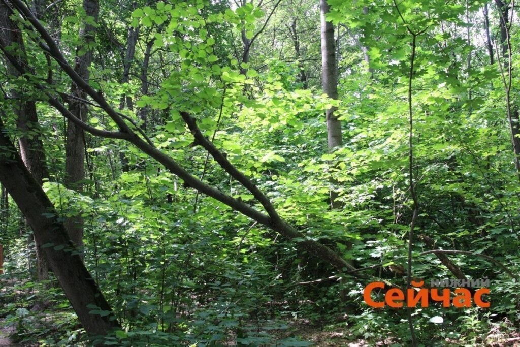    Полуупавшие деревья из леса не убирают – не только из-за возможного возмущения экологов, но и потому, что они, несмотря на вид, являются живыми, как отметили в районной администрации Редакция nn-now