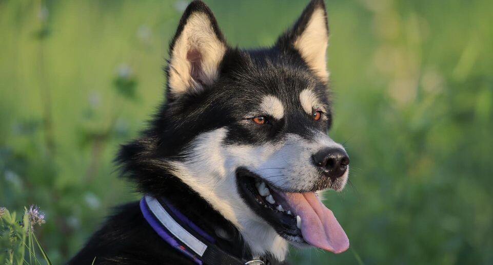    Sascha Rueff/http://imagebroker.com/#/search/ / www.globallookpress.com