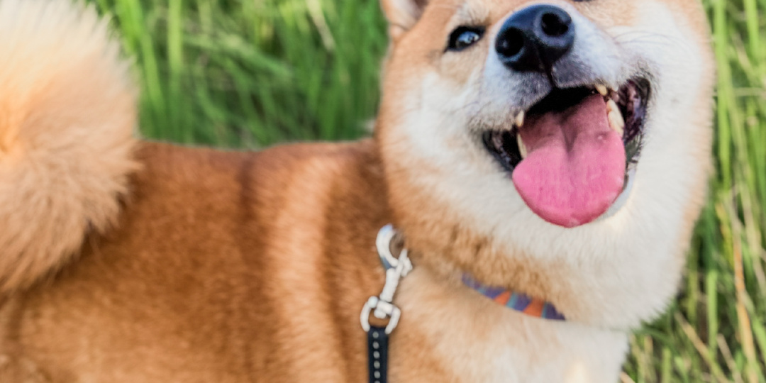 Почему собака вас не слушается, даже если знает команду