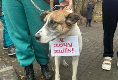 В Новосибирске дворняжка Жужа пришла с плакатом на митинг против эвтаназии